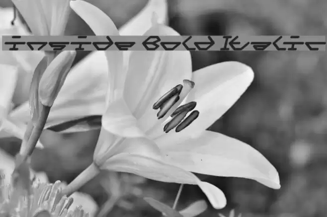 inside Bold Italic Font examples