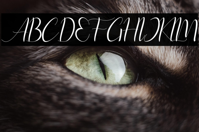 instastoryscript Example 3