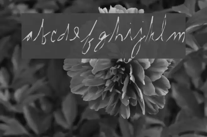 internal. Font examples