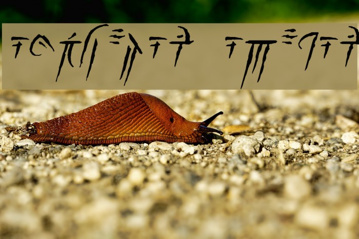 Iokharic Italic Font examples