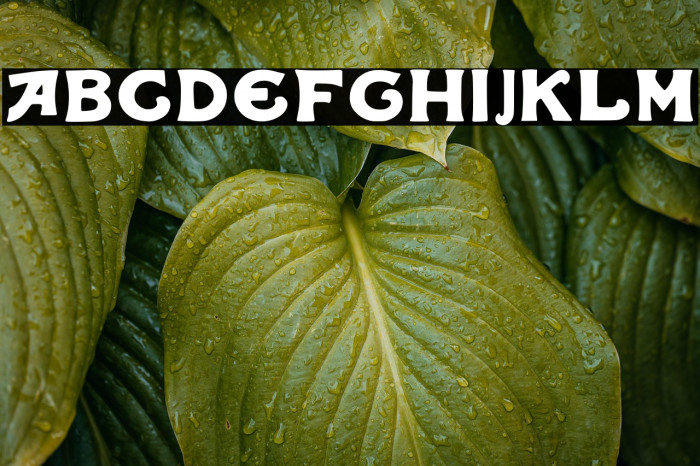 Iqbal Camel Regular Example 1