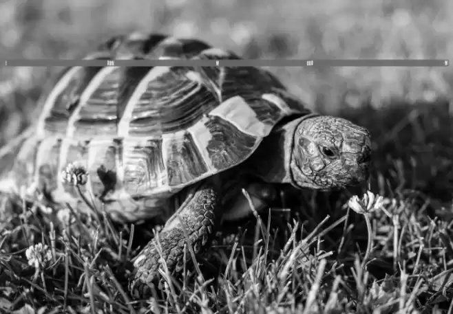 IRONWOOD-Medium Шрифта examples