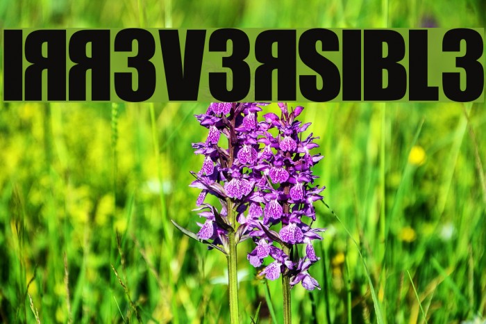 IRR3V3RSIBL3 Font examples