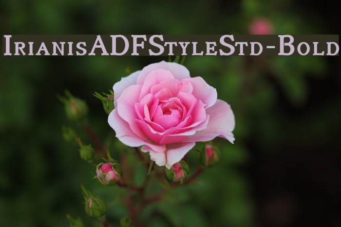 IrianisADFStyleStd-Bold Font examples