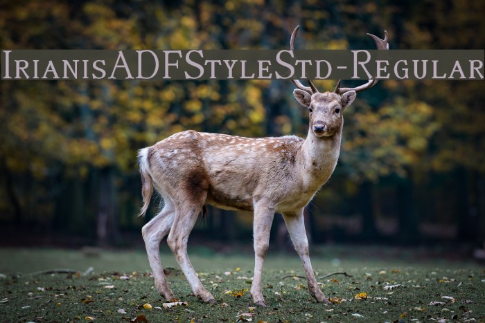 IrianisADFStyleStd-Regular Font examples