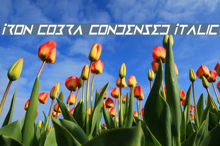 Iron Cobra Condensed Italic Font examples