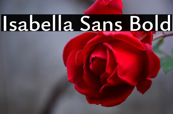 Isabella Sans Bold Example 3