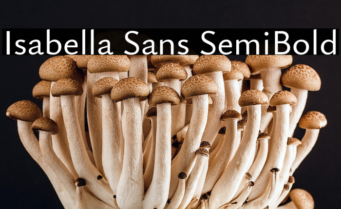 Isabella Sans SemiBold Example 2