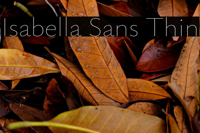 Isabella Sans Thin Example 1