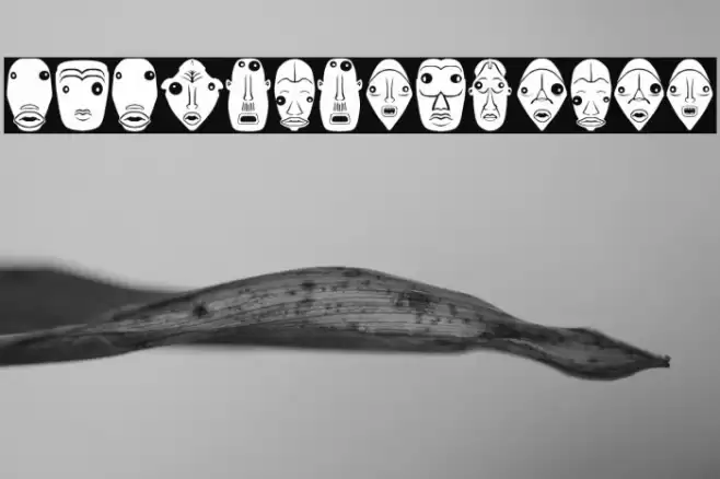 Isitolo Regular Шрифта examples