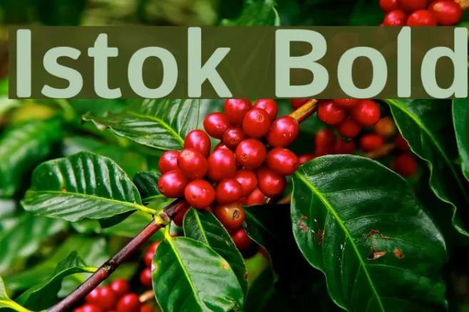 Istok Bold Example 3