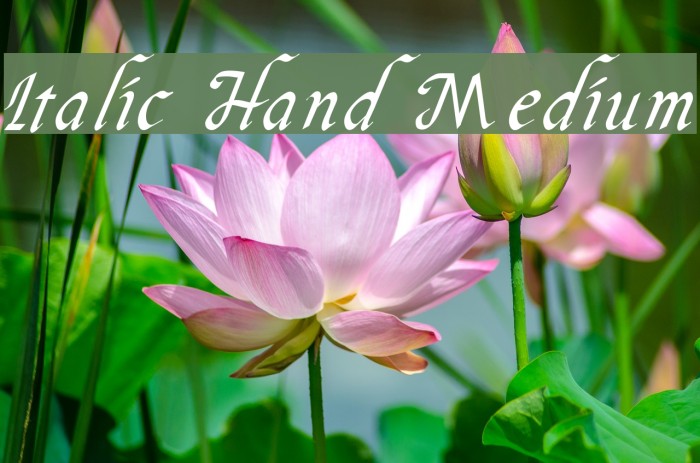 Italic Hand Medium Example 1
