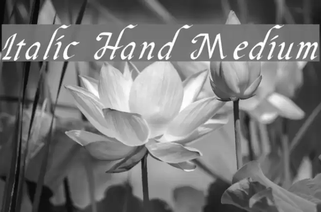 Italic Hand Medium Font examples