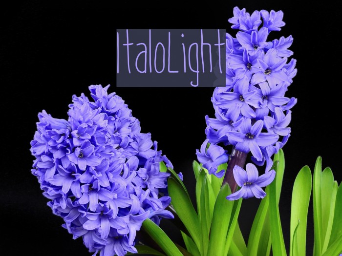ItaloLight Font examples