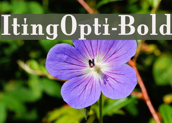 ItingOpti-Bold Font examples