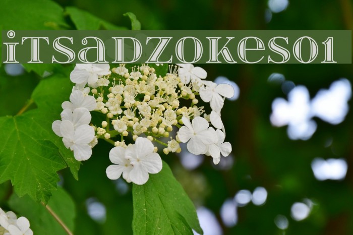 itsadzokeS01 Font examples