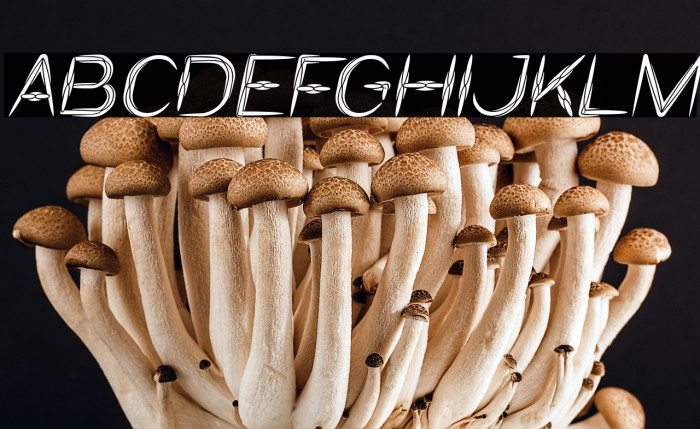 IVORY CULTURE Italic Example 1