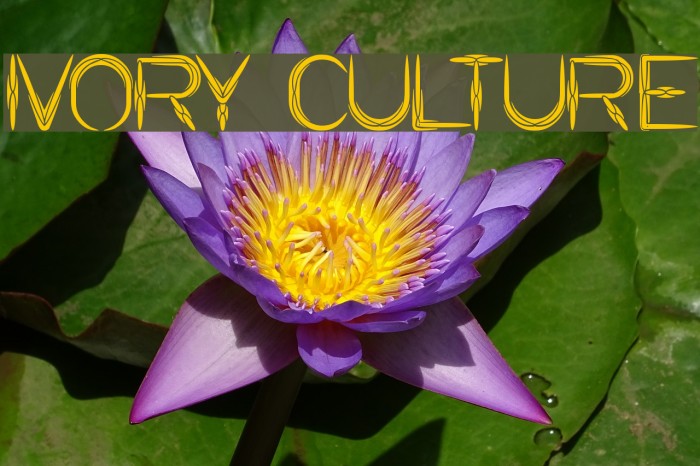 IVORY CULTURE Font examples