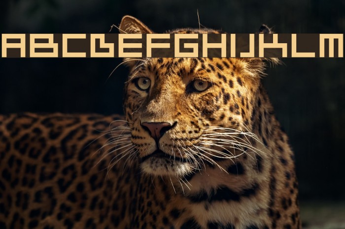 Ivorg Font examples
