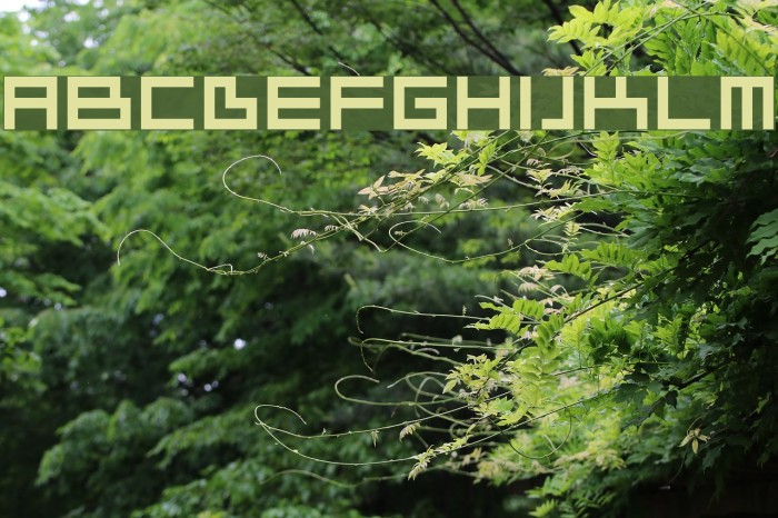 Ivorg Font examples