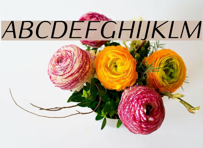 Iwona-Italic Font examples