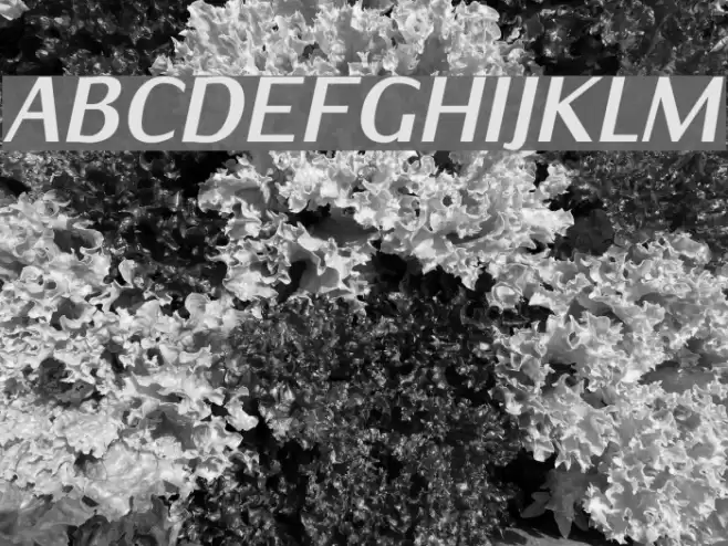 IwonaCondHeavy-Italic  examples