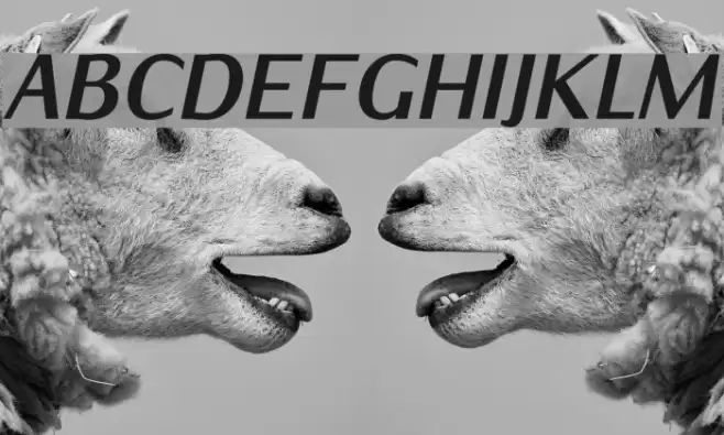 IwonaCondHeavy-Italic  examples