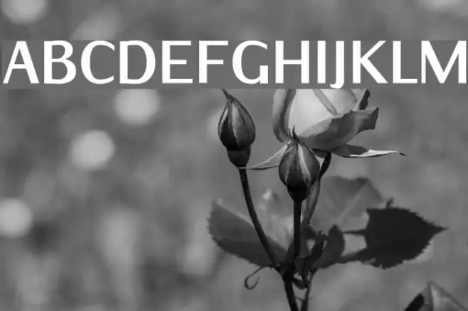 IwonaCondHeavy-Regular Font examples