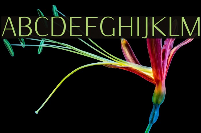 IwonaCondLight-Regular Font examples