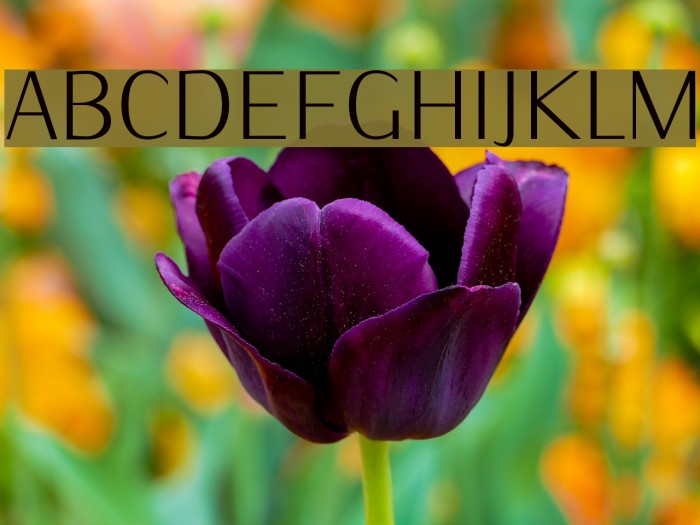 IwonaCondLight-Regular Font examples