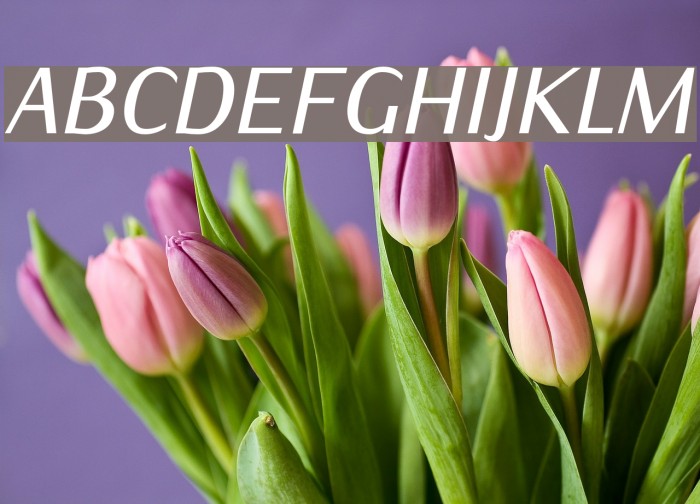 IwonaCondMedium-Italic Font examples