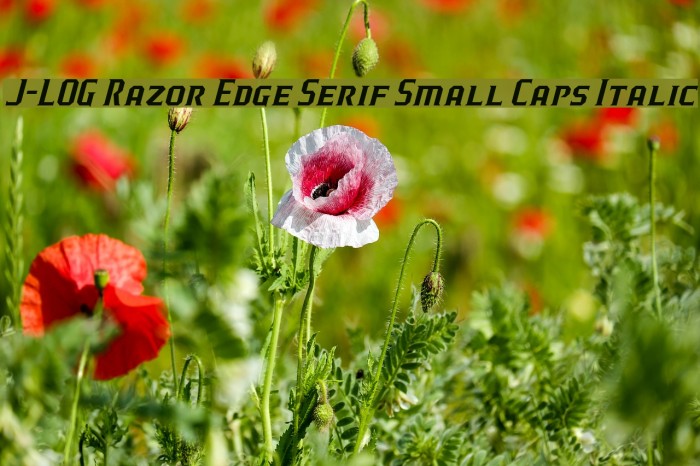 J-LOG Razor Edge Serif Small Caps Italic Font examples