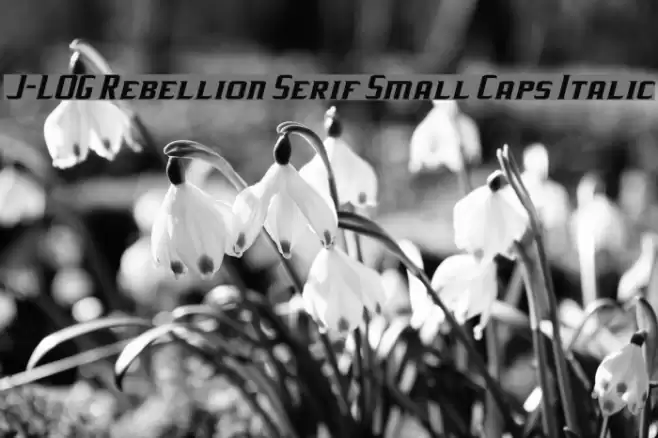 J-LOG Rebellion Serif Small Caps Italic Font examples
