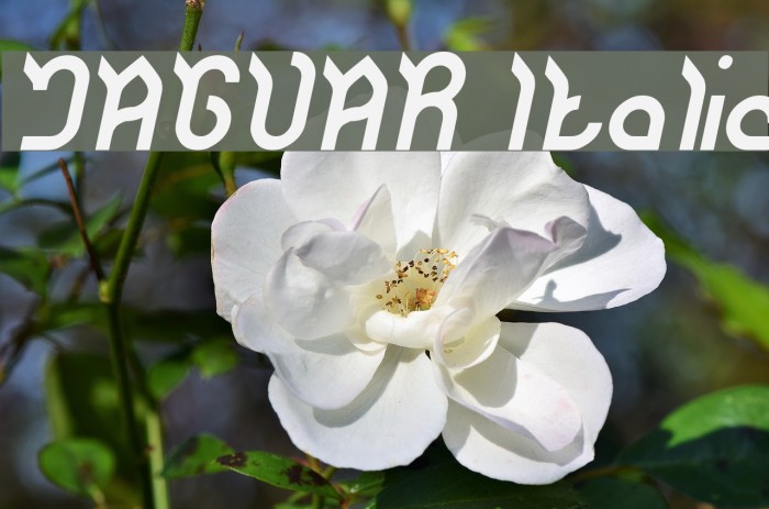 JAGUAR Italic Font examples