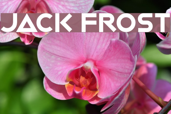 Jack Frost Font examples
