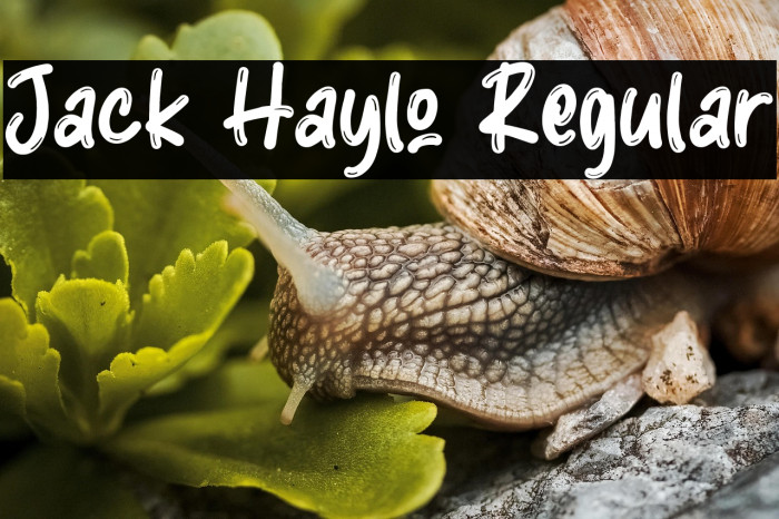 Jack Haylo Regular Example 2