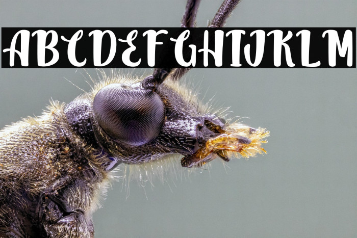 JackSimbaPersonalUse Example 2