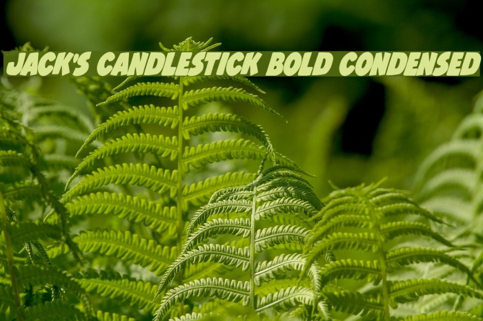 Jack's Candlestick Bold Condensed Example 3