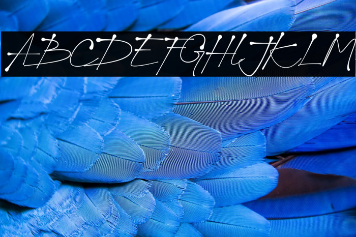 Jacky Black Trial Example 3