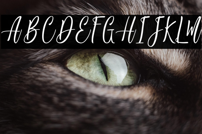 JackyShake-PersonalUse Example 3