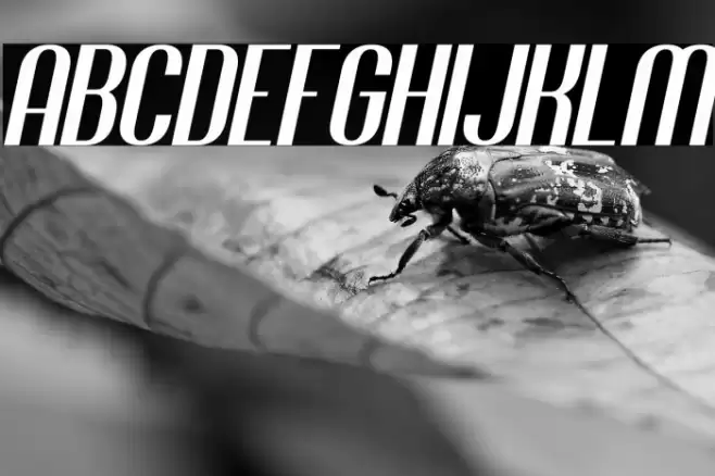 Jacob and son Italic Font examples