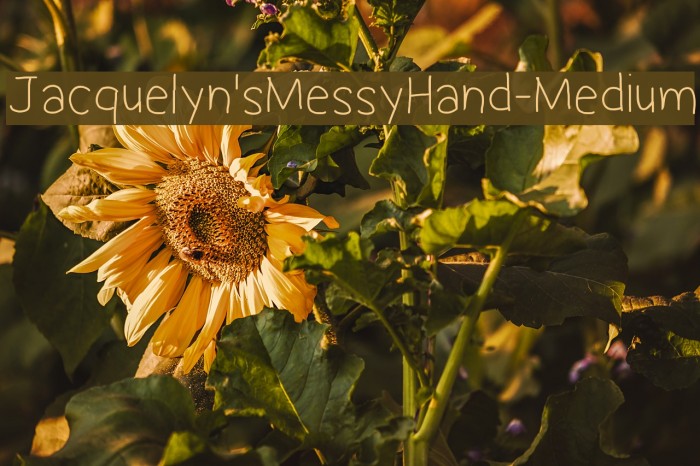Jacquelyn'sMessyHand-Medium Font examples