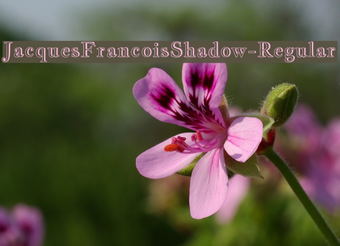 JacquesFrancoisShadow-Regular Font examples