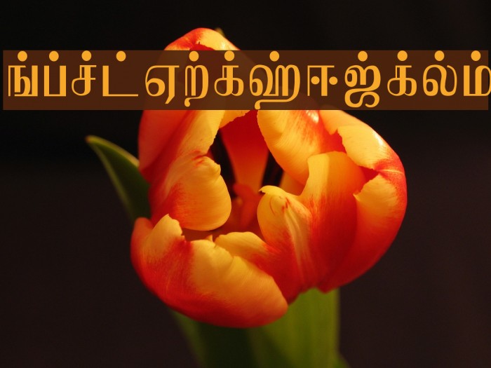 Jaffna Normal Font examples
