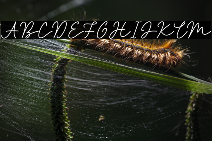 Jakarta Signature Example 3