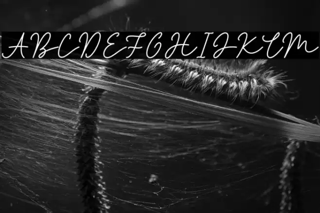 Jakarta Signature Font examples