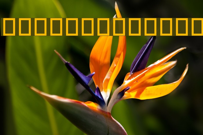Jalaal Bold Font examples
