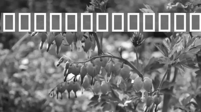 Jalaal Font examples