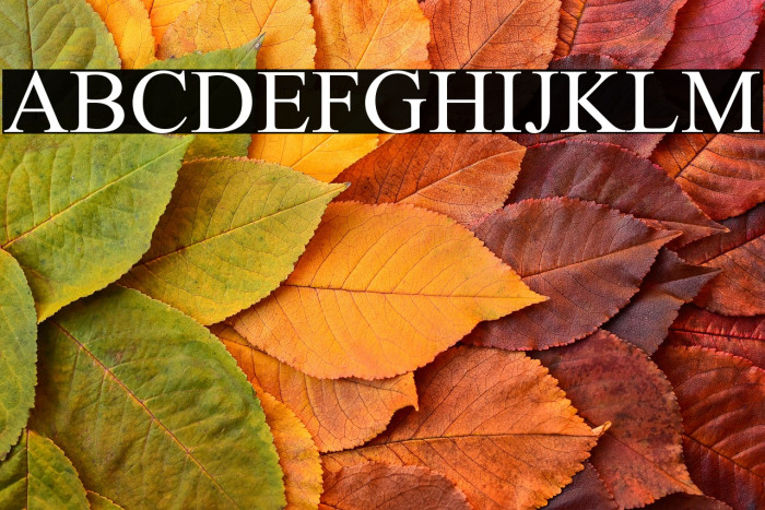 Jameel Khushkhat-LK Example 2