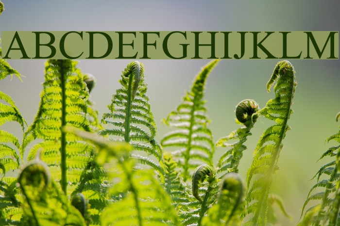 Jameel Noori Nastaleeq Example 1